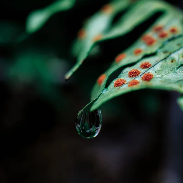 Groen Blad Met Waterdruppels Een Zwarte Achtergrond — Stockfoto