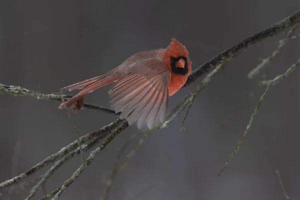 Schöner Vogel Natur Flora Und Fauna — Stockfoto