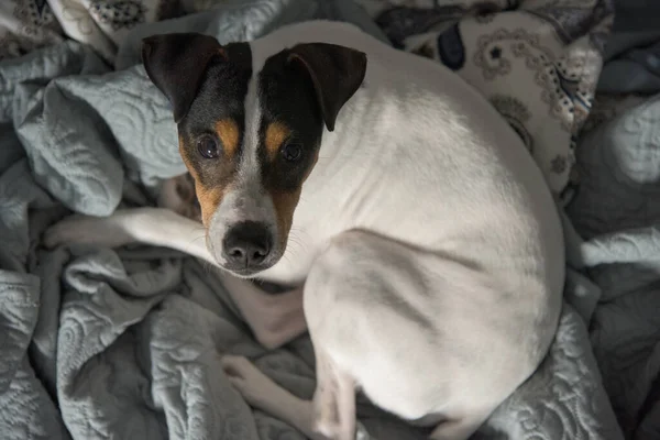 Chien Couché Sur Lit Matin — Photo