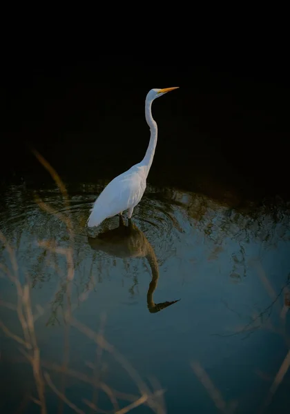 White Egret Water — Stock Photo, Image