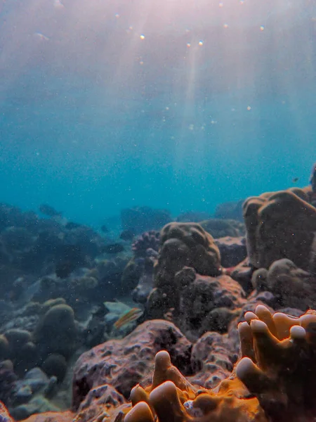 Deniz Deniz Dünyasındaki Mercan Kayalıkları — Stok fotoğraf