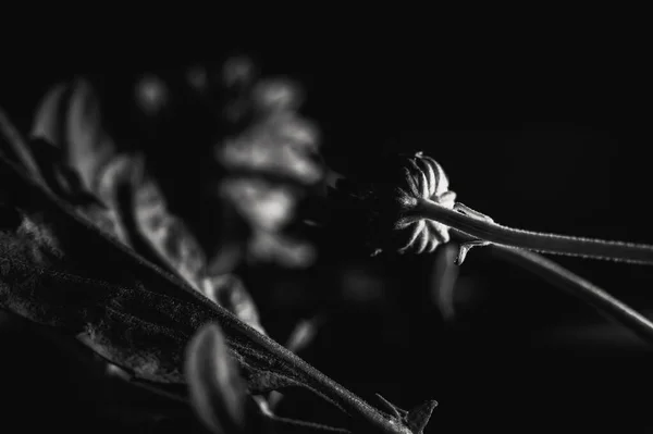 美しい花の白と黒の写真 — ストック写真
