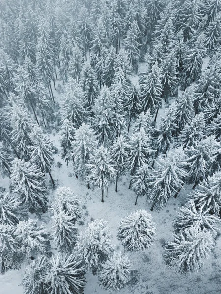 Sapins Couverts Neige Dans Forêt — Photo
