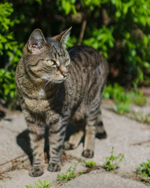 Nahaufnahme Von Niedlichen Katze — Stockfoto