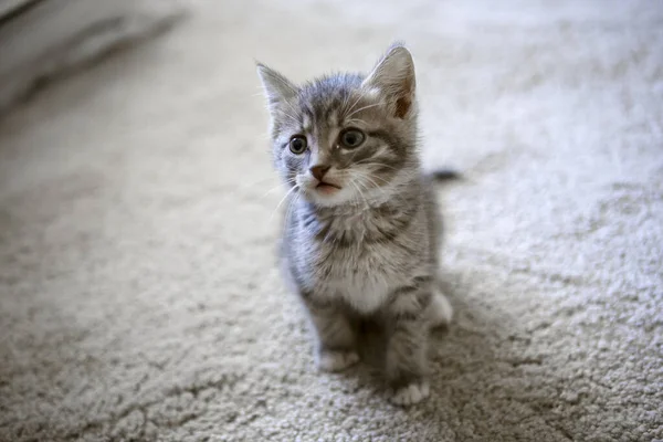 Yerde Sevimli Bir Kedi Yavrusu Var — Stok fotoğraf