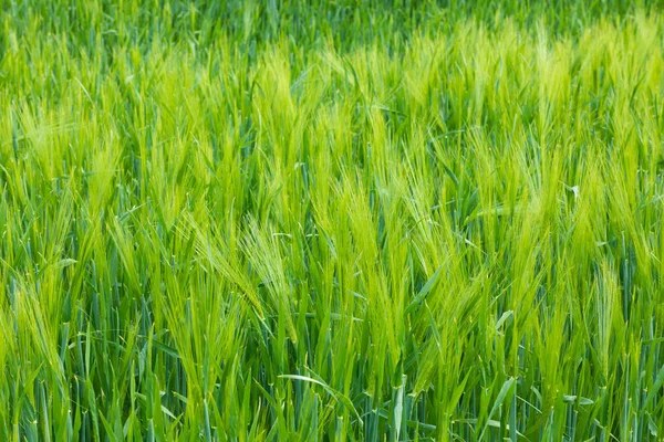 Green Grass Field — Stock Photo, Image