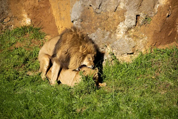 Lion Savannah Africa — Stock Photo, Image