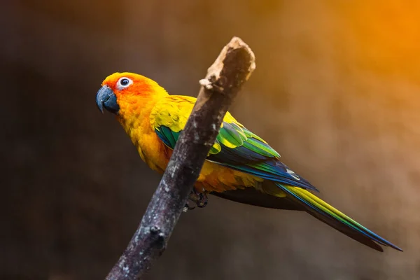 Bunter Papagei Sitzt Auf Einem Ast — Stockfoto