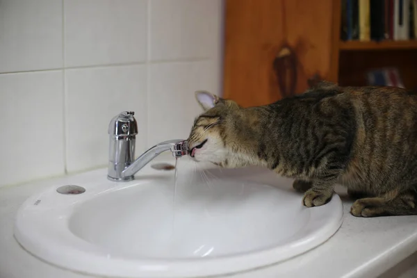 Katze Trinkt Wasser Badezimmer — Stockfoto