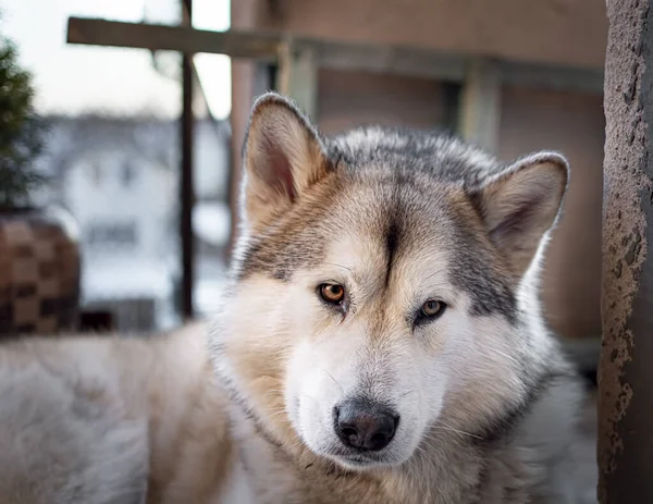 Портрет Красивой Собаки Заднем Плане Крупным Планом — стоковое фото