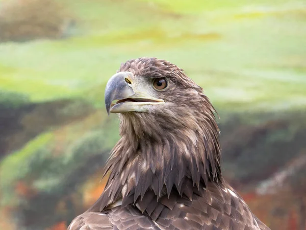 Close Beautiful Eagle — Stock Photo, Image