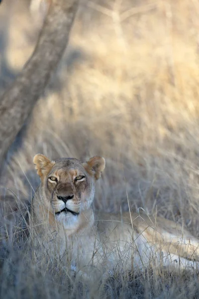 Самцы Львов Саванне Африки — стоковое фото