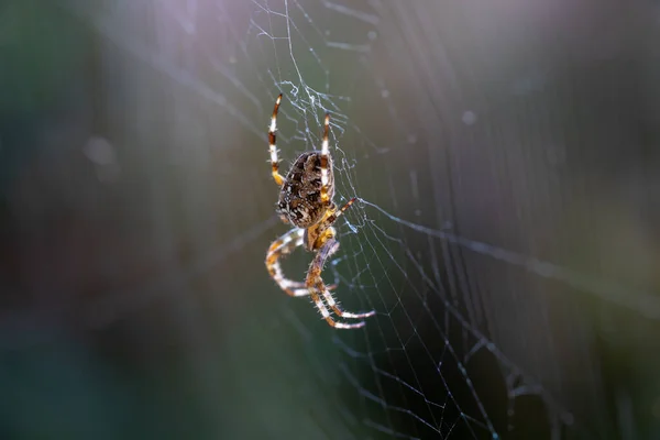 Spinnenweb Het Bos — Stockfoto