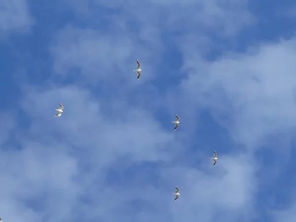 Pescăruşul Zburând Cer — Fotografie, imagine de stoc