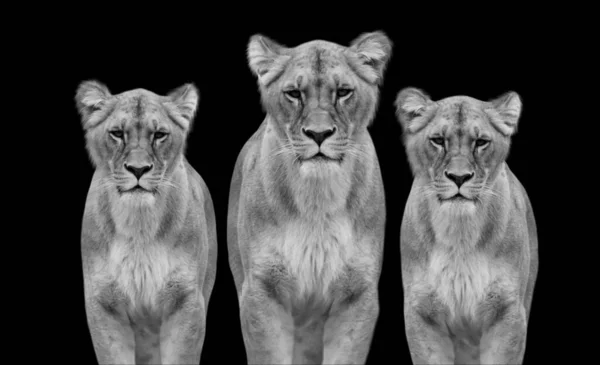 野生動物動物動物動物の雌ライオン — ストック写真