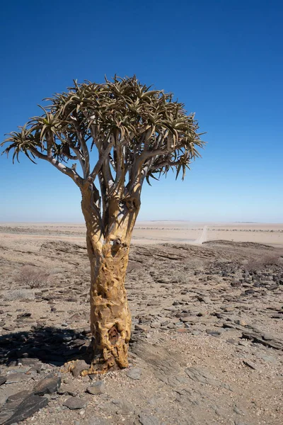 사막에 나무가 아름다운 — 스톡 사진