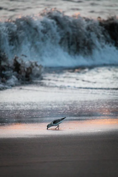 Птица Сидит Берегу Моря — стоковое фото