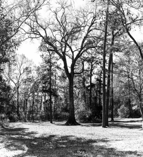 Schöne Aussicht Auf Den Park — Stockfoto