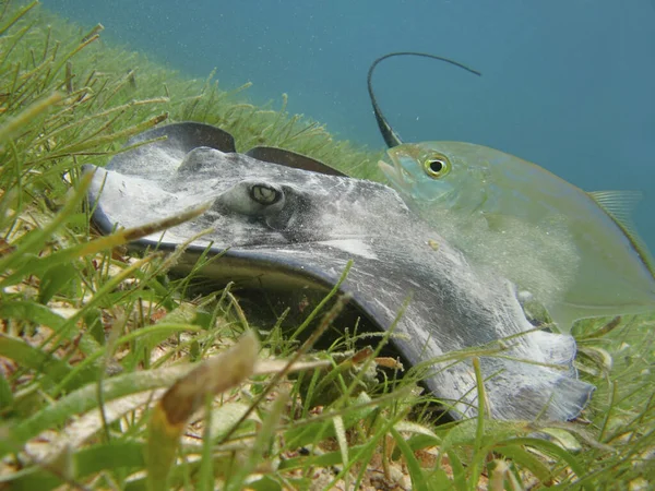 fish in the lake