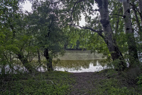 Vacker Utsikt Över Skogen — Stockfoto