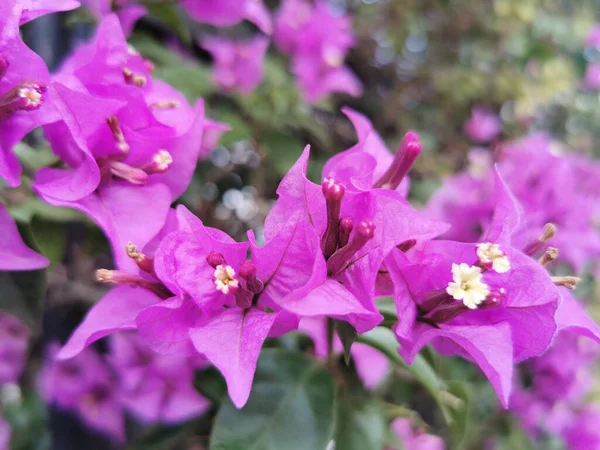 Botanisk Skott Blommor Närbild — Stockfoto