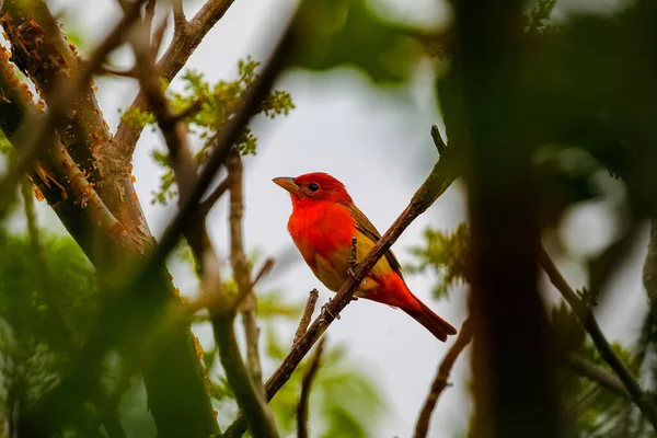 Primer Plano Aves Hábitat Natural —  Fotos de Stock