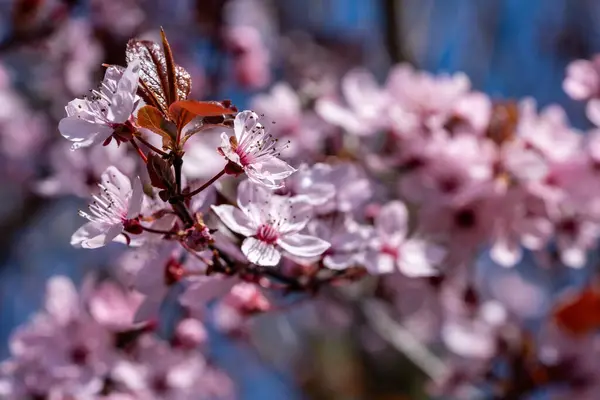 Krásné Jarní Květiny Zahradě — Stock fotografie