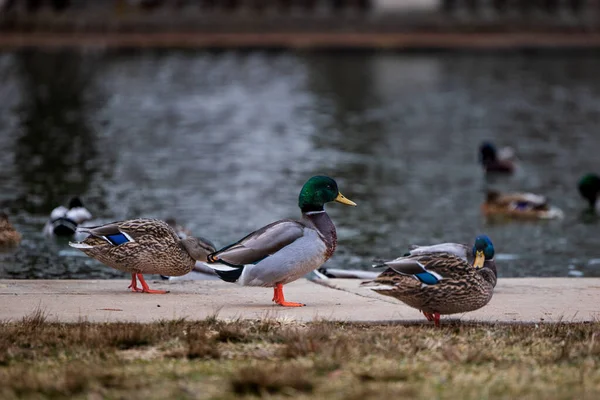 Ánade Real Lago — Foto de Stock