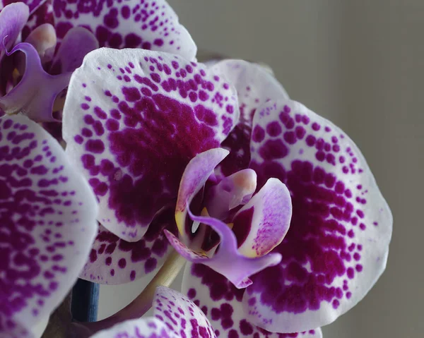 Flor Orquídea Jardim — Fotografia de Stock
