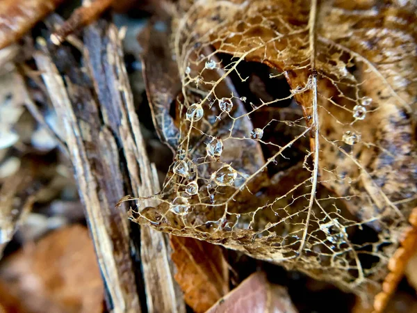 Αράχνη Στο Δέντρο Μακροεντολή — Φωτογραφία Αρχείου