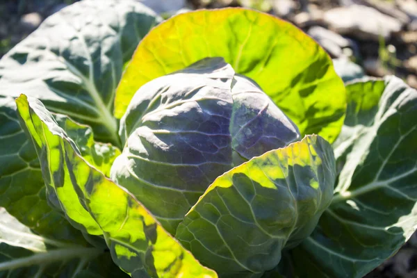 Cabbage Garden — Stock Photo, Image