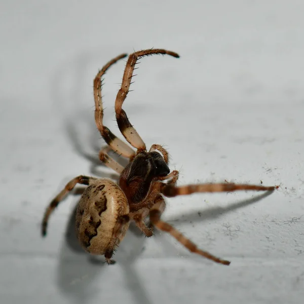 白色背景上的蜘蛛 — 图库照片