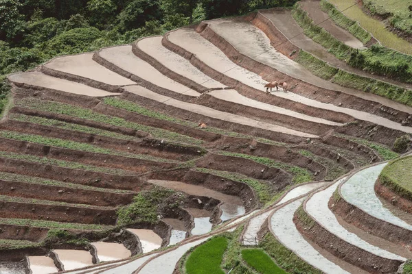 Terrazze Terrazzate Riso Nel Villaggio Banaue Vietnam — Foto Stock