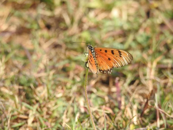 Papillon Sur Une Fleur Sur Fond Nature — Photo