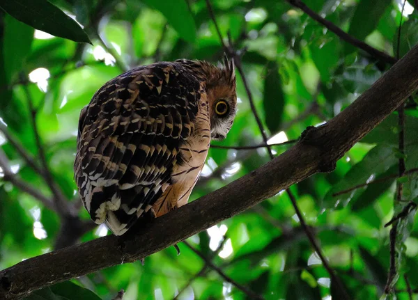 Mooie Opname Van Vogel Natuurlijke Habitat — Stockfoto