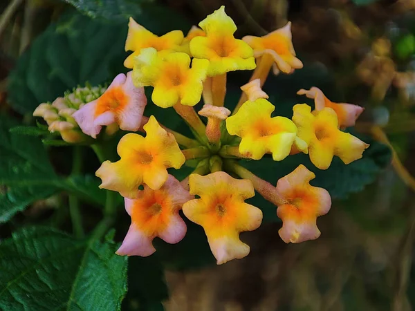 Belle Fleur Jaune Dans Jardin — Photo