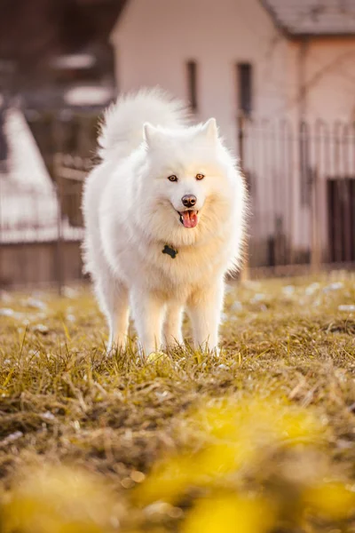 Λευκό Samoyed Σκυλί Στο Δρόμο — Φωτογραφία Αρχείου