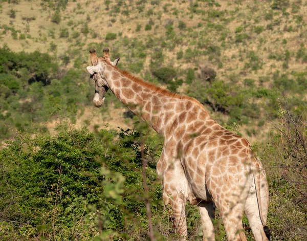 肯尼亚草原上的长颈鹿 以自然为背景 — 图库照片