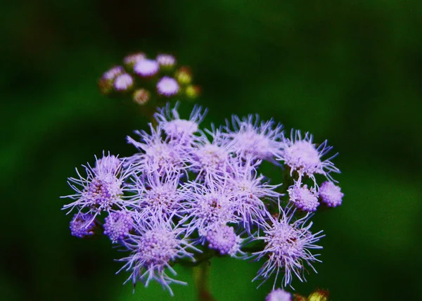 Belles Fleurs Dans Jardin — Photo