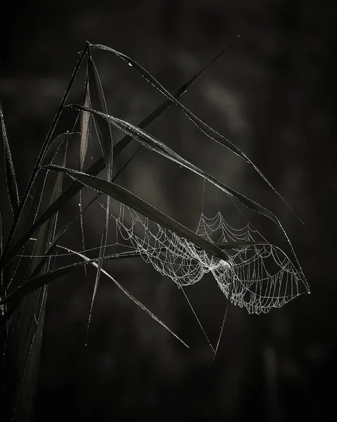 Telaraña Con Telaraña Flora Follaje — Foto de Stock