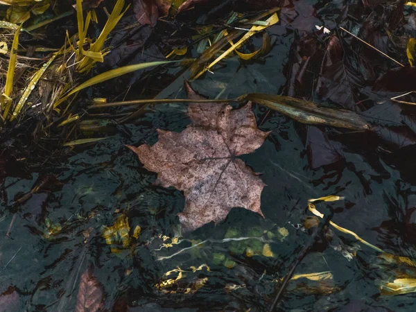 Höst Löv Marken — Stockfoto