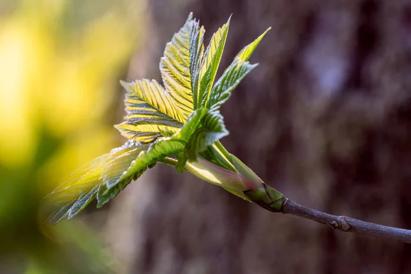 Green Leaves Branch Spring — Stock Photo, Image