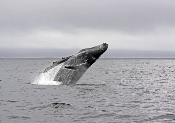 Baleia Jubarte Mar — Fotografia de Stock