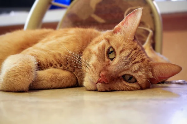 Kedi Yerde Yatıyor — Stok fotoğraf