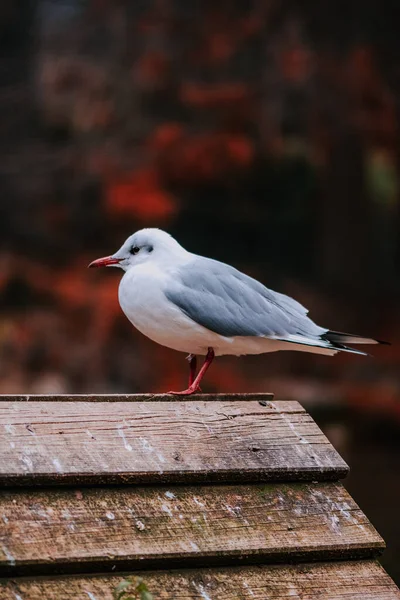 Gros Plan Oiseau Dans Habitat Naturel — Photo