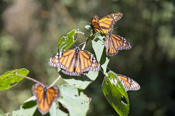 Bela Borboleta Uma Flor — Fotografia de Stock