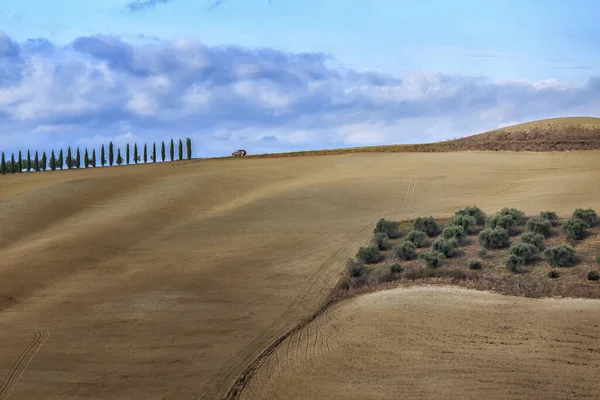 Beautiful Landscape Field Wheat Large Road — Stock Photo, Image