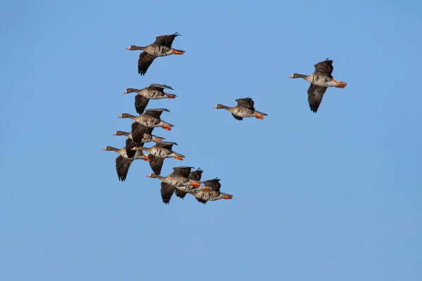 Flock Fåglar Som Flyger Skyn — Stockfoto