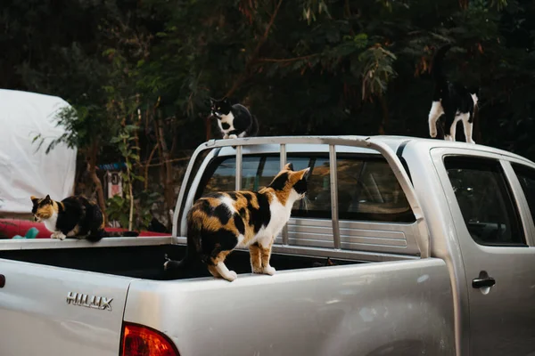 Niedliche Katzen Auf Dem Auto — Stockfoto