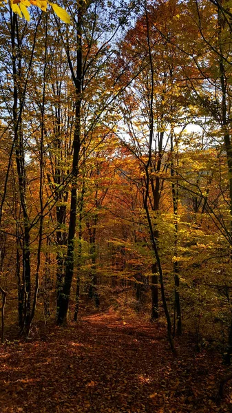 Foresta Autunnale Con Alberi Foglie — Foto Stock